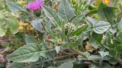 Centaurea pullata