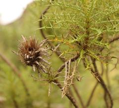 Berkheya draco