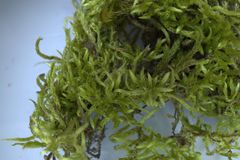 Brachythecium campestre