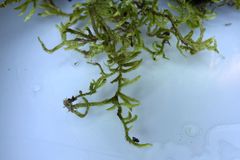 Brachythecium campestre