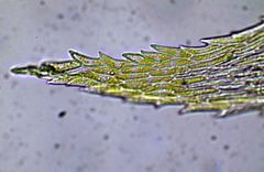 Brachythecium campestre