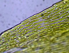 Brachythecium campestre