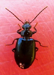 Lebia cyanipennis