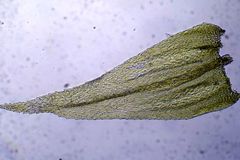 Brachythecium campestre