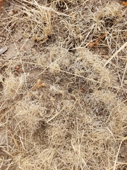 Muhlenbergia torreyi