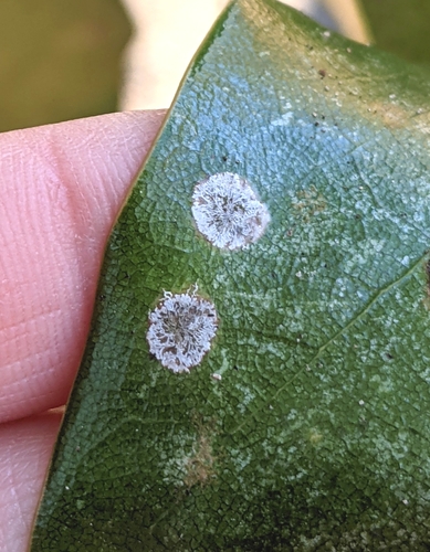 Cephaleuros virescens