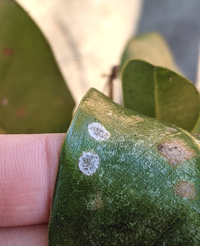 Image of Cephaleuros virescens by no rights reserved