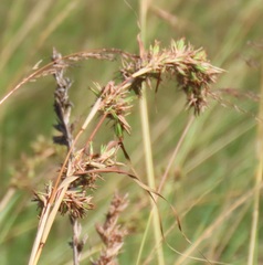 Cymbopogon nardus