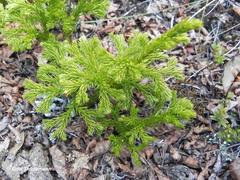 Austrolycopodium magellanicum
