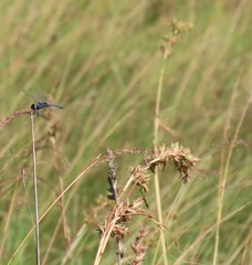Cymbopogon nardus