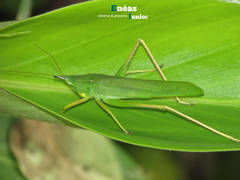 Neoconocephalus truncatirostris