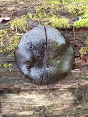 Camarops petersii