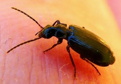 Lebia cyanipennis