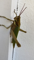 Coryacris angustipennis