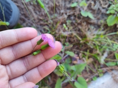 Emilia sonchifolia image