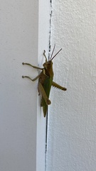 Coryacris angustipennis