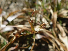 Luzula acuminata carolinae