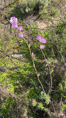 Sidalcea sparsifolia