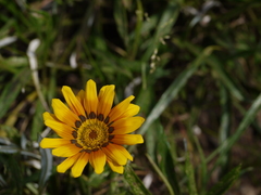 Gazania