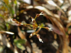 Luzula acuminata carolinae