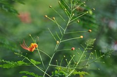 Caesalpinia pulcherrima image