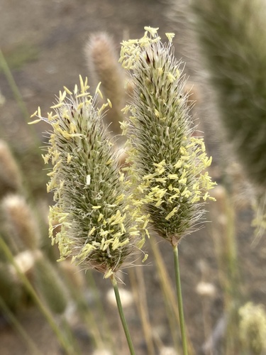 Fingerhuthia africana