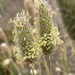 Thimble Grass - Photo (c) David Hoare, some rights reserved (CC BY-NC), uploaded by David Hoare