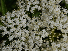 Sambucus canadensis