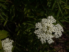 Sambucus canadensis