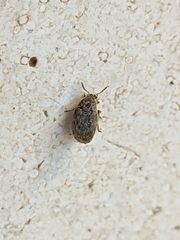 Acanthoscelides obtectus