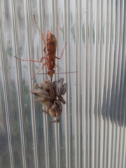 Tachypompilus mendozae