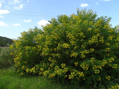 Senna corymbosa