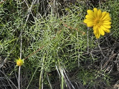 Leptosyne maritima