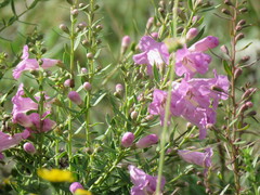 Agalinis genistifolia