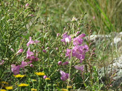 Agalinis genistifolia