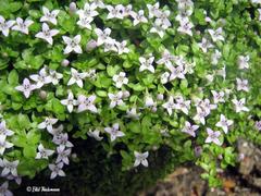 Oldenlandia salzmannii