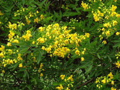 Senna corymbosa