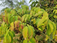 Ventilago