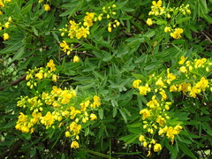 Senna corymbosa