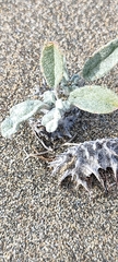 Neurada procumbens