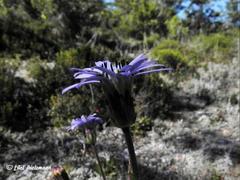 Perezia pedicularidifolia