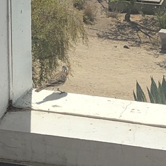 Zonotrichia capensis chilensis