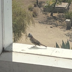 Zonotrichia capensis chilensis