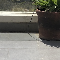 Zonotrichia capensis chilensis