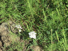 Glandularia platensis