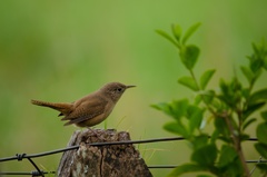 Troglodytes aedon chilensis