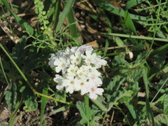 Glandularia platensis