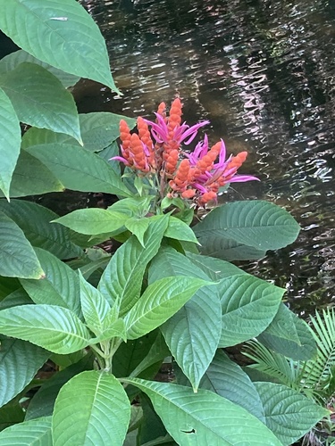 Aphelandra sinclairiana, 2022-03-01