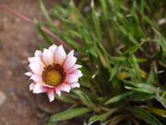 Gazania