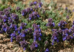 Dracocephalum paulsenii